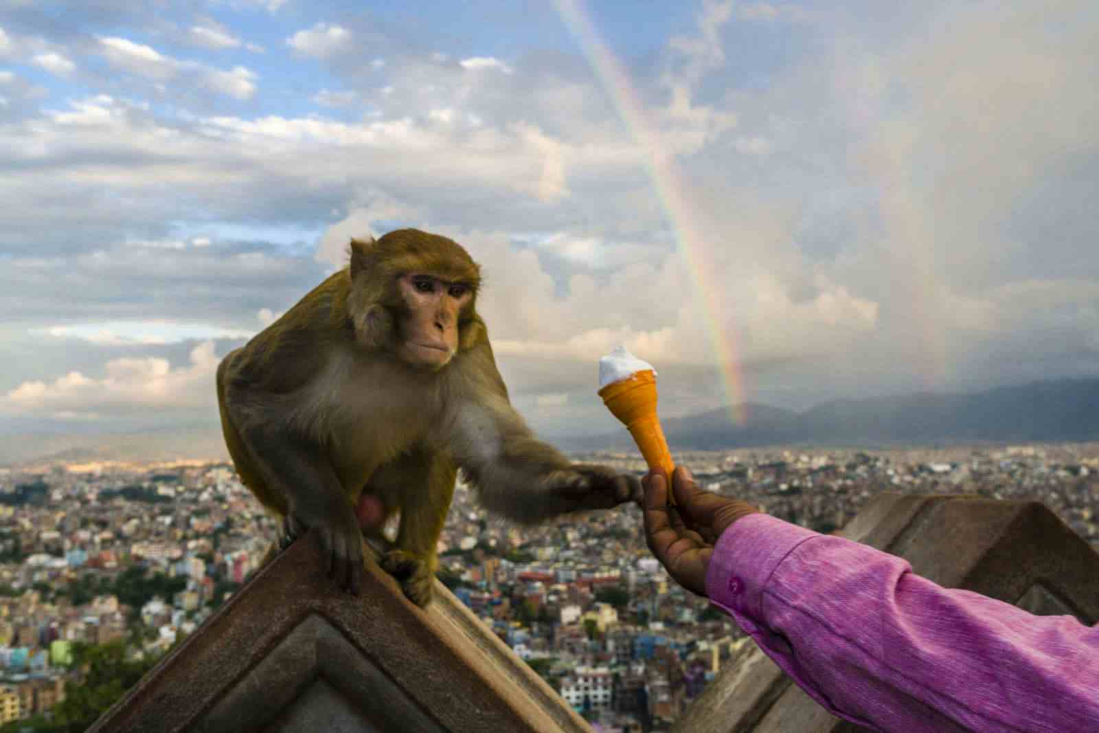 A monkey, rhesus macaque, is sitting on a wall at Swayambhunath temple in Kathmandu, Nepal, reaching out for an ice cream (Frank Bienewald/LightRocket via Getty Images)