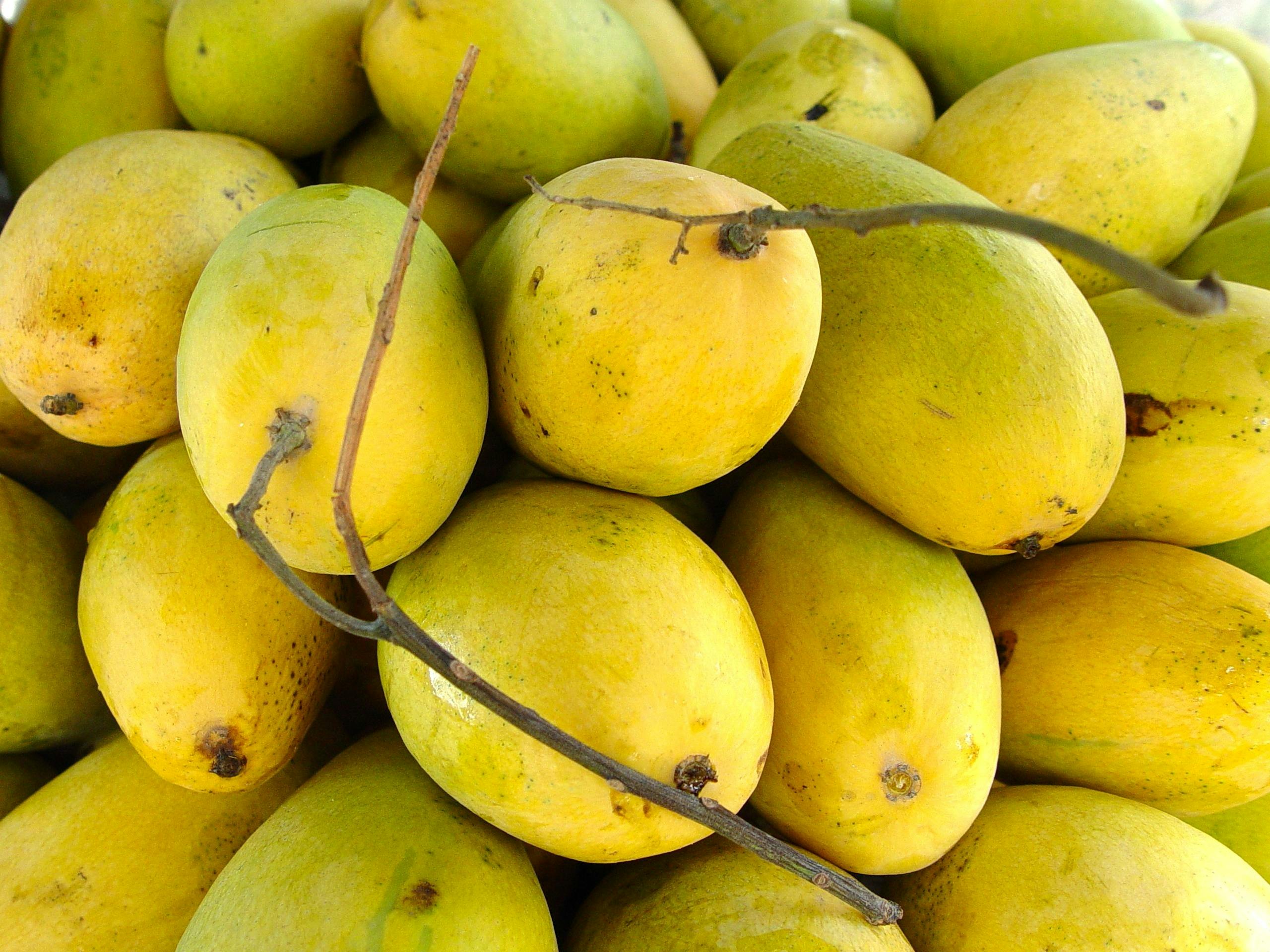 Mangos, from Lucknow to Goa